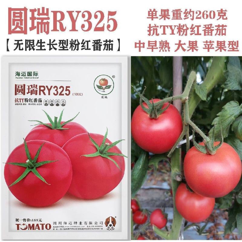 圆瑞RY325粉红番茄种子中早熟无限生长苹果型抗TY硬