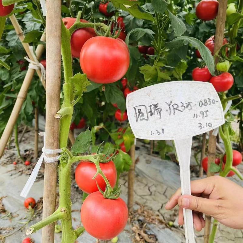 圆瑞RY325粉红番茄种子中早熟无限生长苹果型抗TY硬