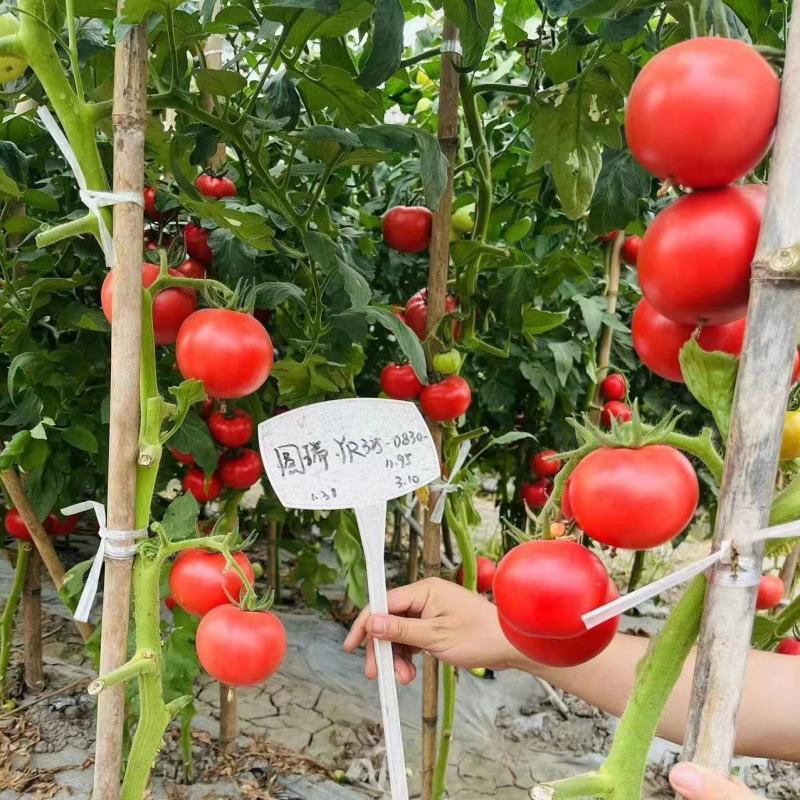 圆瑞RY325粉红番茄种子中早熟无限生长苹果型抗TY硬