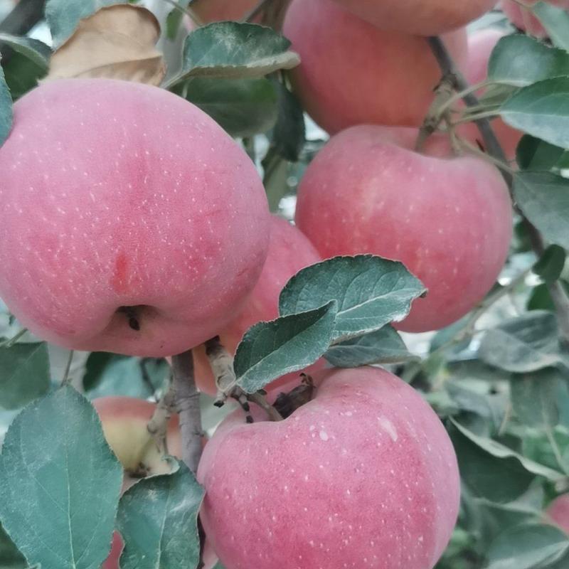 【热销】新疆阿克苏冰糖心苹果现货量大从优欢迎电话