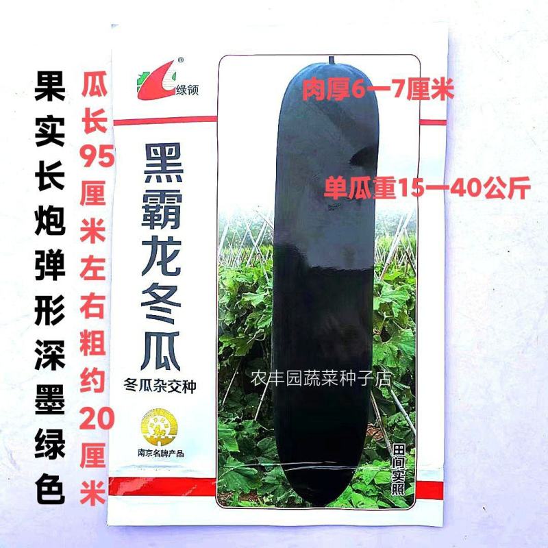 冬瓜种子绿领黑霸龙冬瓜种大果长炮弹形深墨绿色黑皮冬瓜种子