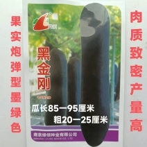 冬瓜种子绿领黑金刚冬瓜果炮弹型墨绿色肉质致密高产优质冬瓜