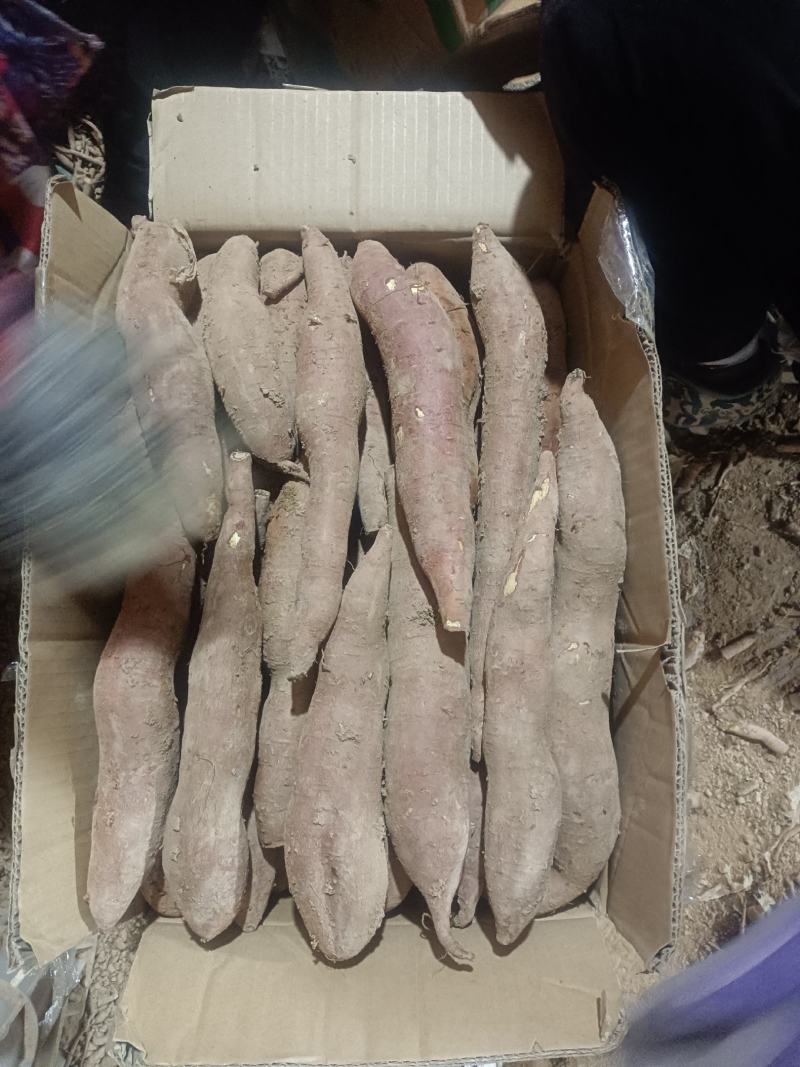 临潼板栗红薯地窖货，色泽红艳，条形直，口感不错