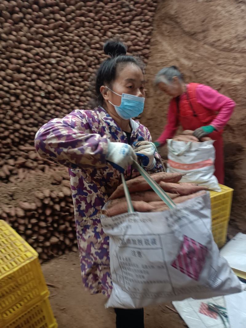 临潼板栗红薯地窖货，色泽红艳，条形直，口感不错