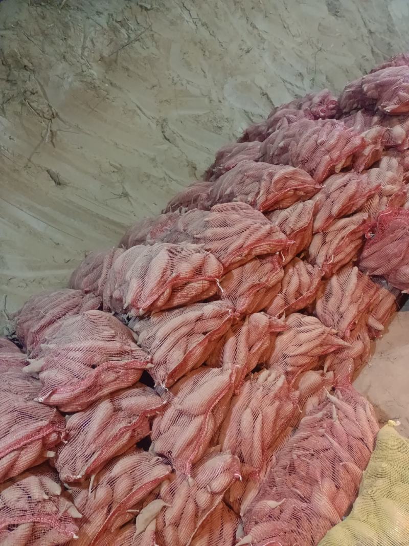 临潼板栗红薯地窖货，色泽红艳，条形直，口感不错