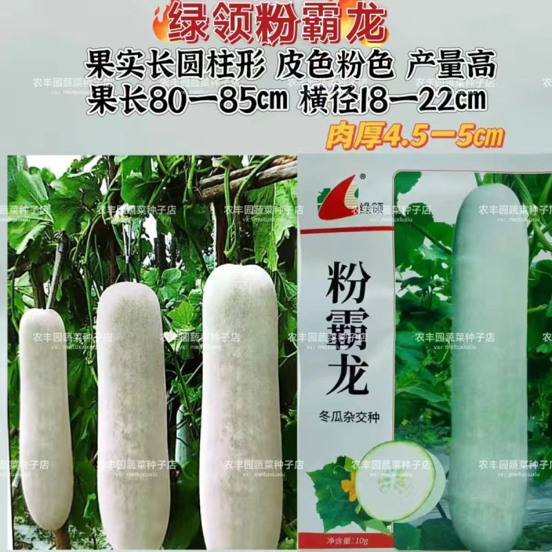 绿龙粉霸龙冬瓜种子果实长圆柱形粉色冬瓜种子高产耐贮运冬瓜