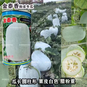 冬瓜种子金泰香白皮小冬瓜中早熟果皮白色高产小冬瓜种子蔬菜