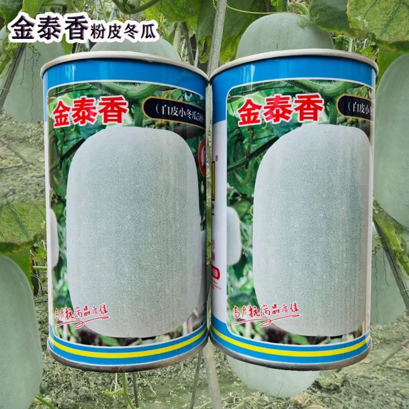 冬瓜种子金泰香白皮小冬瓜中早熟果皮白色高产小冬瓜种子蔬菜