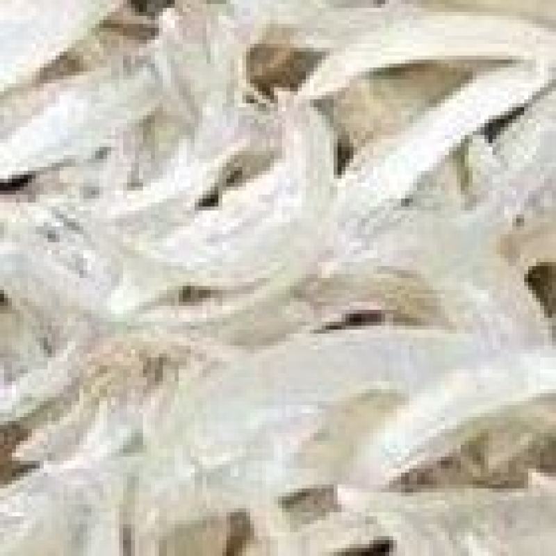 手指甲手爪甲人退筋退人指甲