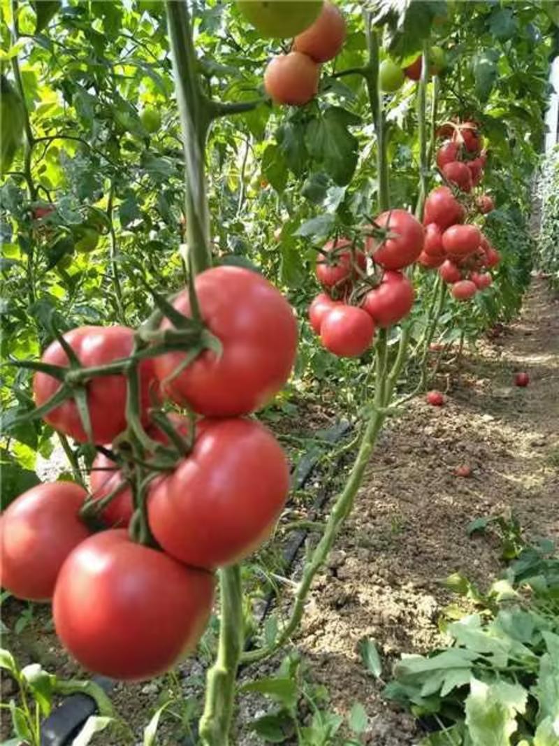串果西红柿，穗番茄，产地供应，日供万斤，可视频看货质量好