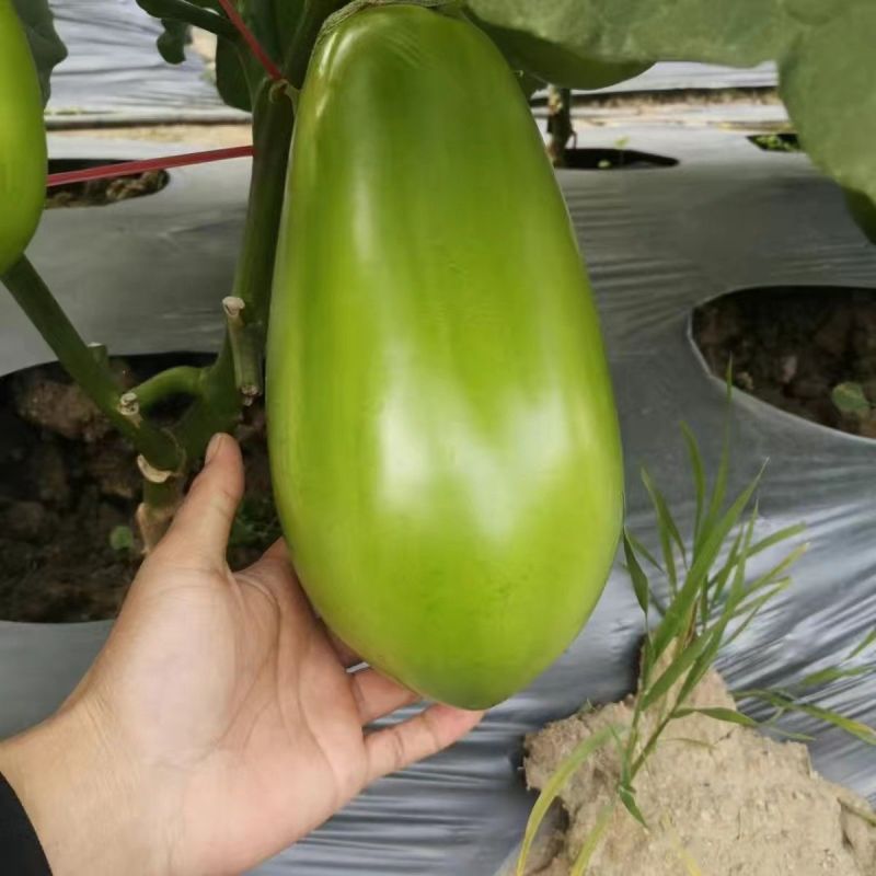 茄子种子北斗绿宝茄子种子果形大果皮油绿光亮高产早熟青茄子