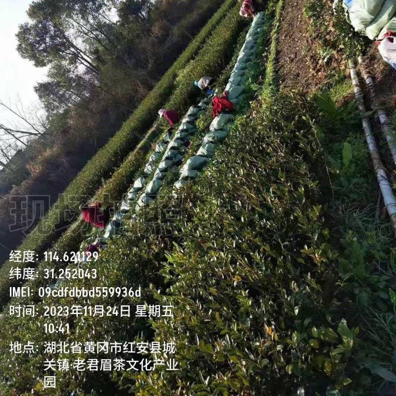 湘林油茶苗