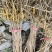 黄柏苗，现货现发，基地直供