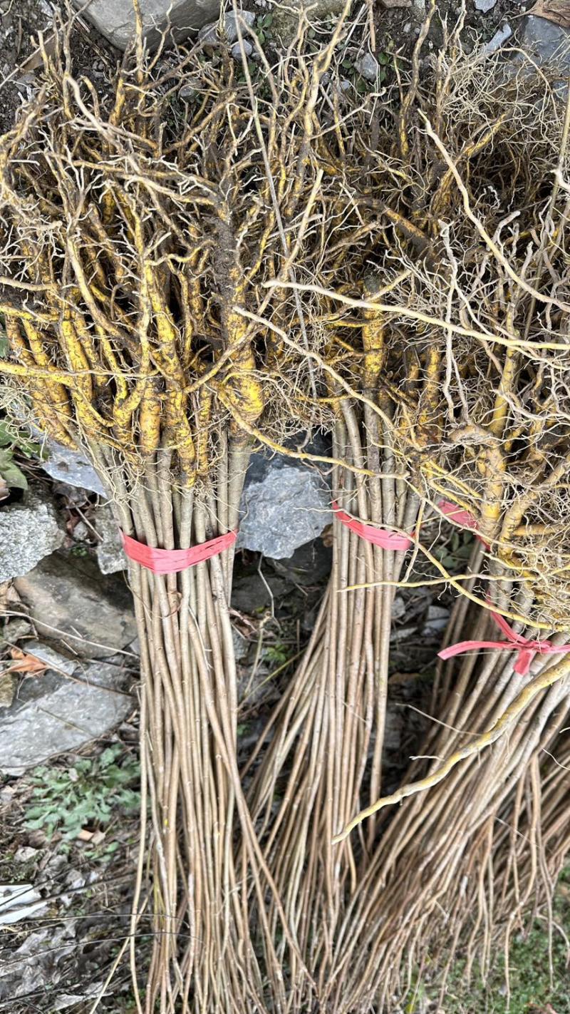 黄柏苗，现货现发，基地直供