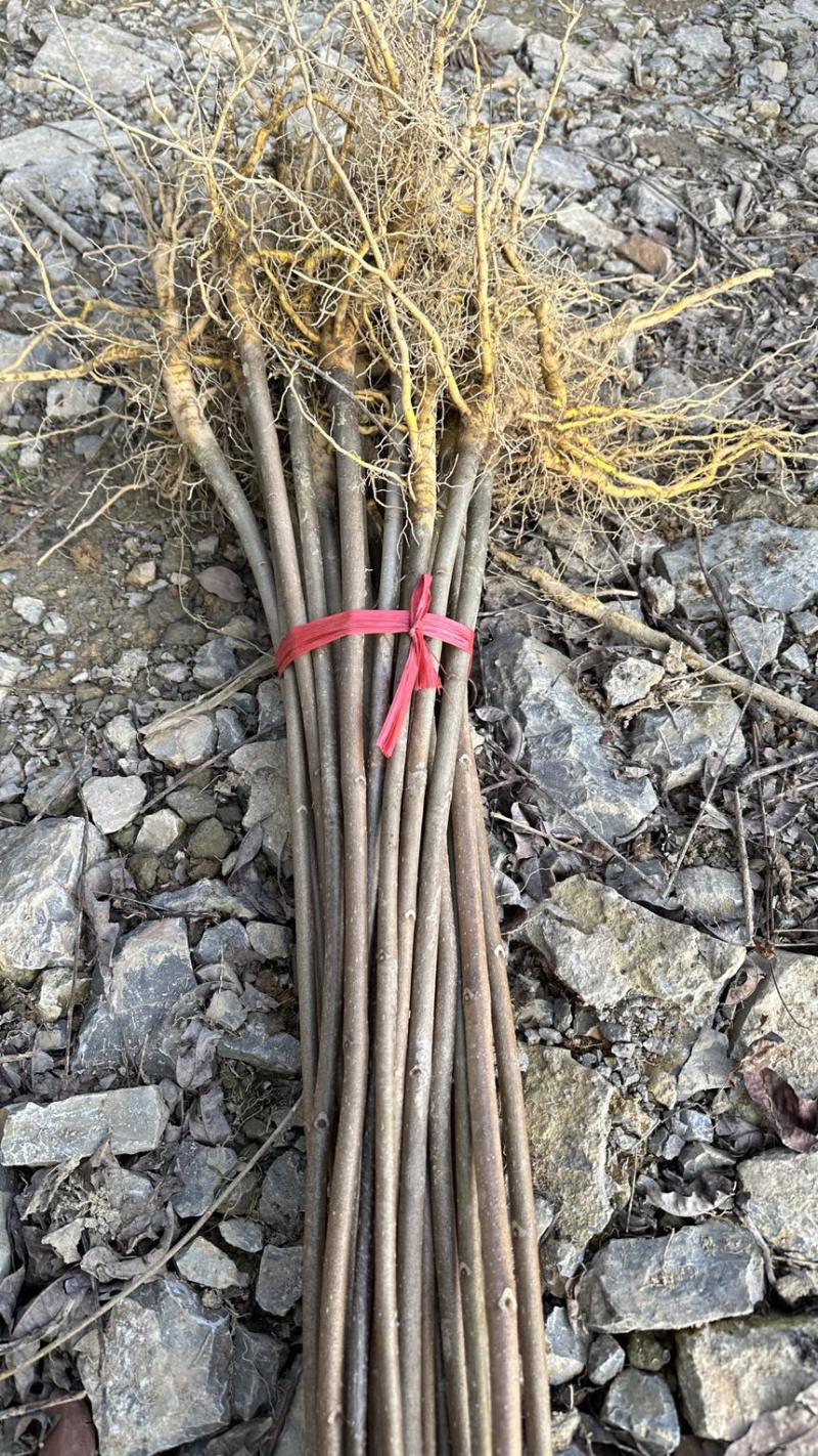 黄柏苗，现货现发，基地直供