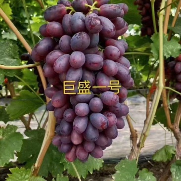 巨盛一号葡萄苗