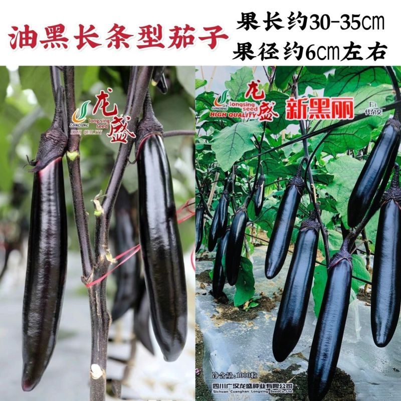 茄子种子新黑丽茄子种子早熟果实长棒形油黑顺直肉质细嫩茄子