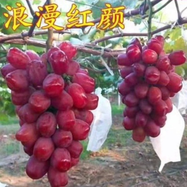 浪漫红颜葡萄苗