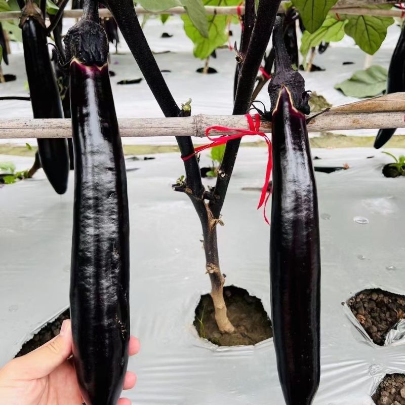茄子种子新黑丽茄子种子早熟果实长棒形油黑顺直肉质细嫩茄子