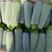 【推荐】绿皮西葫芦，产地发货，视频看货，价格优惠，欢迎来