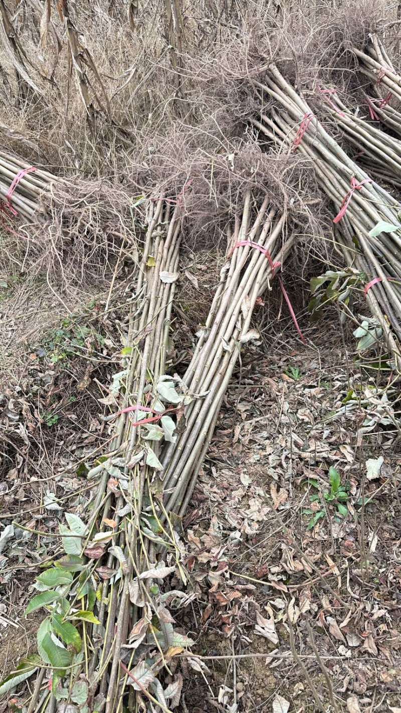 倍子苗，五倍子，盐敷木