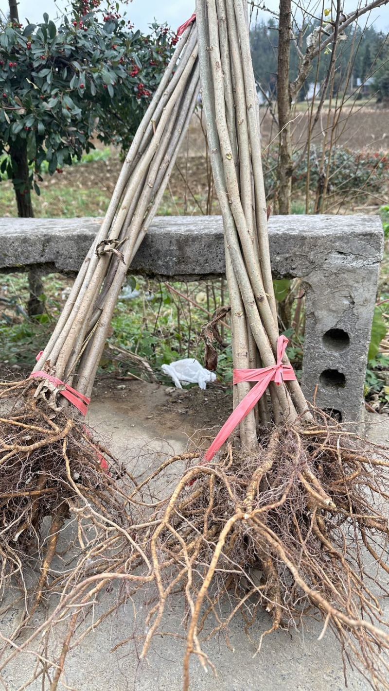 倍子苗，五倍子，盐敷木