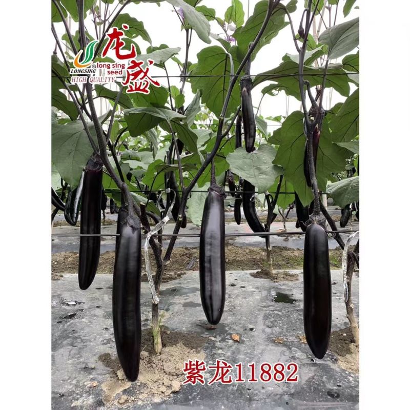 面包香茄子种子高品质烤茄专用品种果墨黑肉绿质细腻烧烤茄子