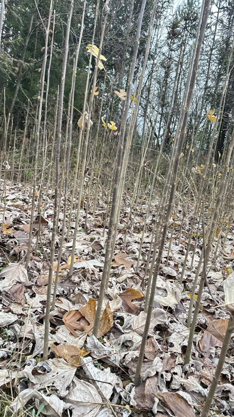 马褂木，鹅掌秋，大量现货，移栽苗