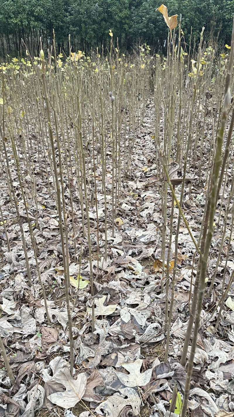 马褂木，鹅掌秋，大量现货，移栽苗