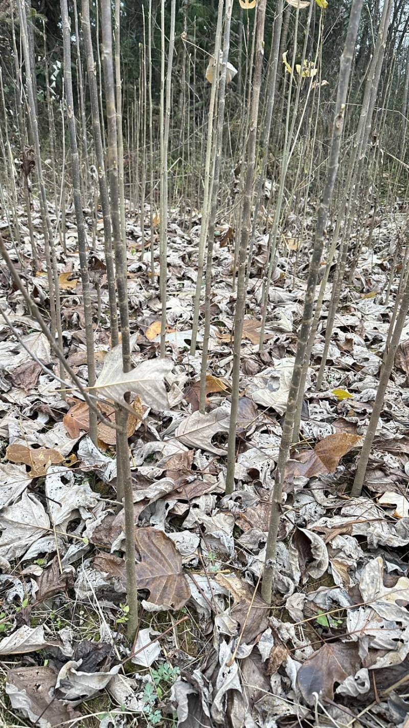 马褂木，鹅掌秋，大量现货，移栽苗