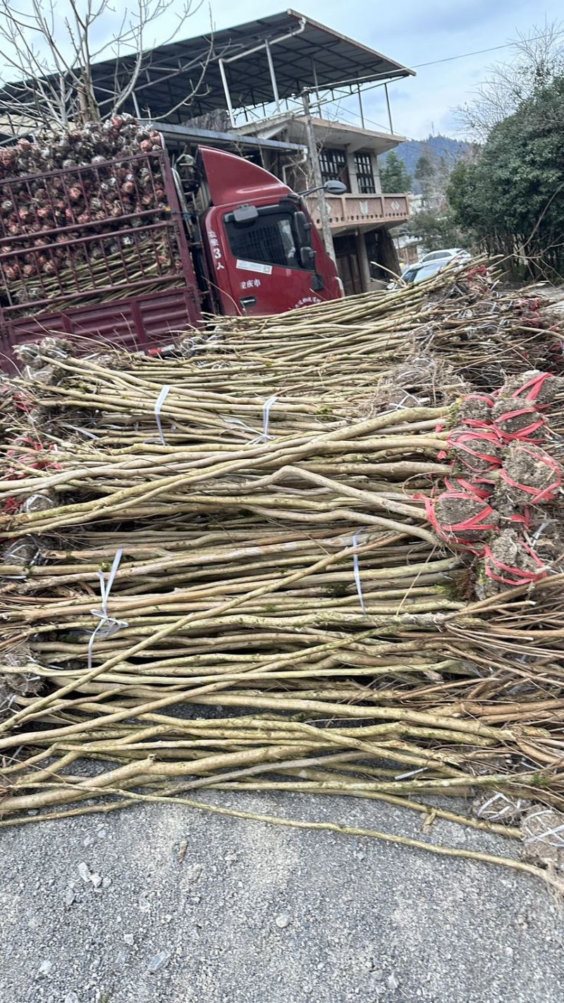 紫薇，红花紫薇，