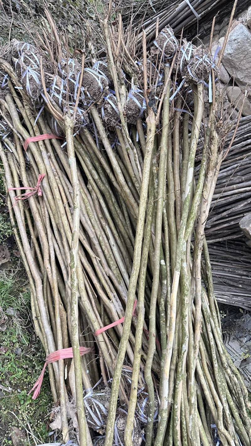 紫薇，红花紫薇，