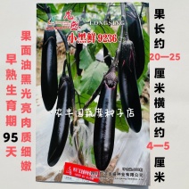 茄子种子绿霸天龙100紫红长茄子种子烧烤茄子春夏秋季播蔬