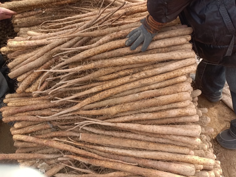 河北山药精品双棒山药软糯香甜产地一手货源量大从优