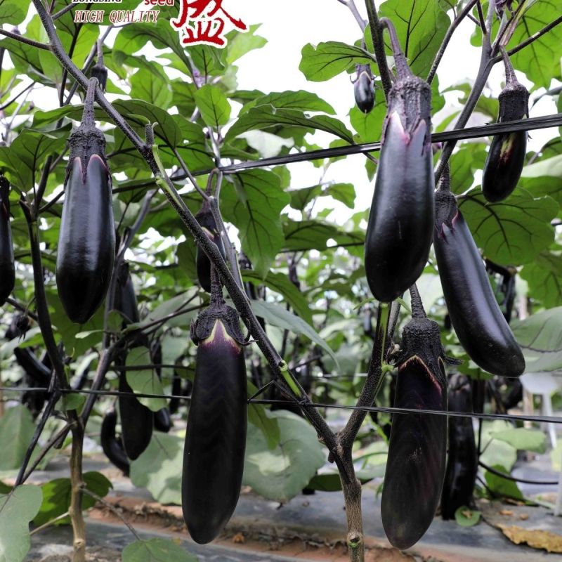 茄子种子绿霸天龙100紫红长茄子种子烧烤茄子春夏秋季播蔬
