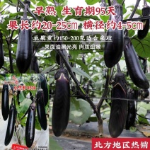 茄子种子绿霸天龙100紫红长茄子种子烧烤茄子春夏秋季播蔬