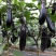 茄子种子绿霸天龙100紫红长茄子种子烧烤茄子春夏秋季播蔬