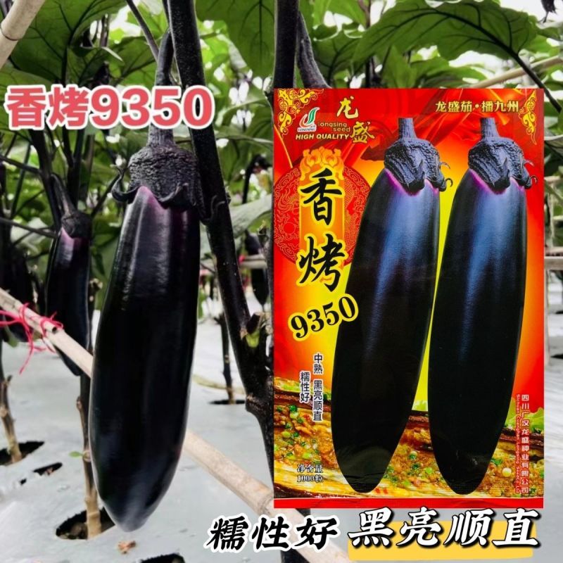 茄子种子香烤9350烤茄子种子中熟茄果粗棒黑亮顺直果肉淡
