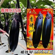茄子种子香烤9350烤茄子种子中熟茄果粗棒黑亮顺直果肉淡