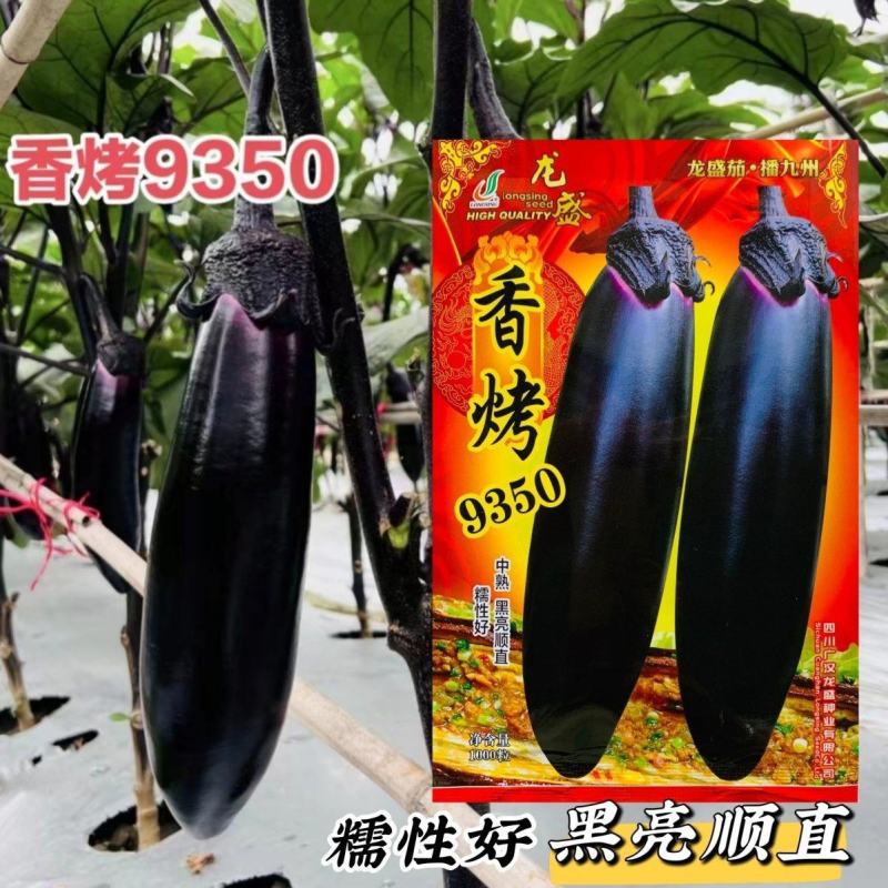 茄子种子香烤9350烤茄子种子中熟茄果粗棒黑亮顺直果肉淡