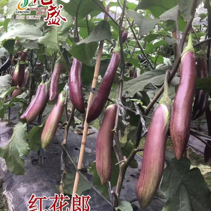 红花郎茄子种子早熟高产抗病茄子种子果实长棒形春秋两用茄子