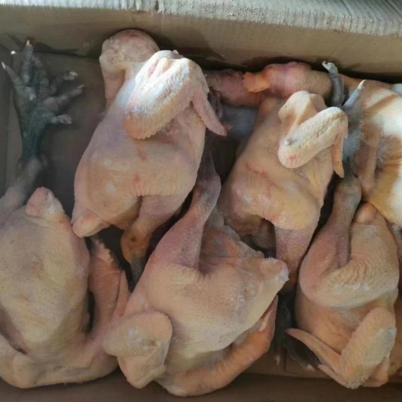 黑脚公鸡，热销中12月20号，规格齐全，欢迎来电。市场货