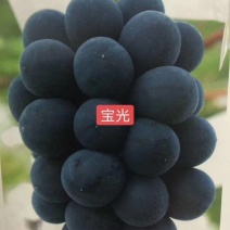 宝光葡萄苗