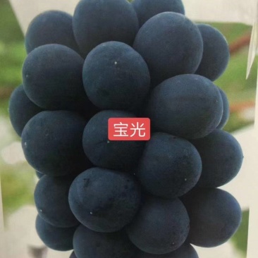 宝光葡萄苗