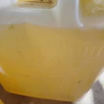 云南野生木姜子油，柠檬醛75以上