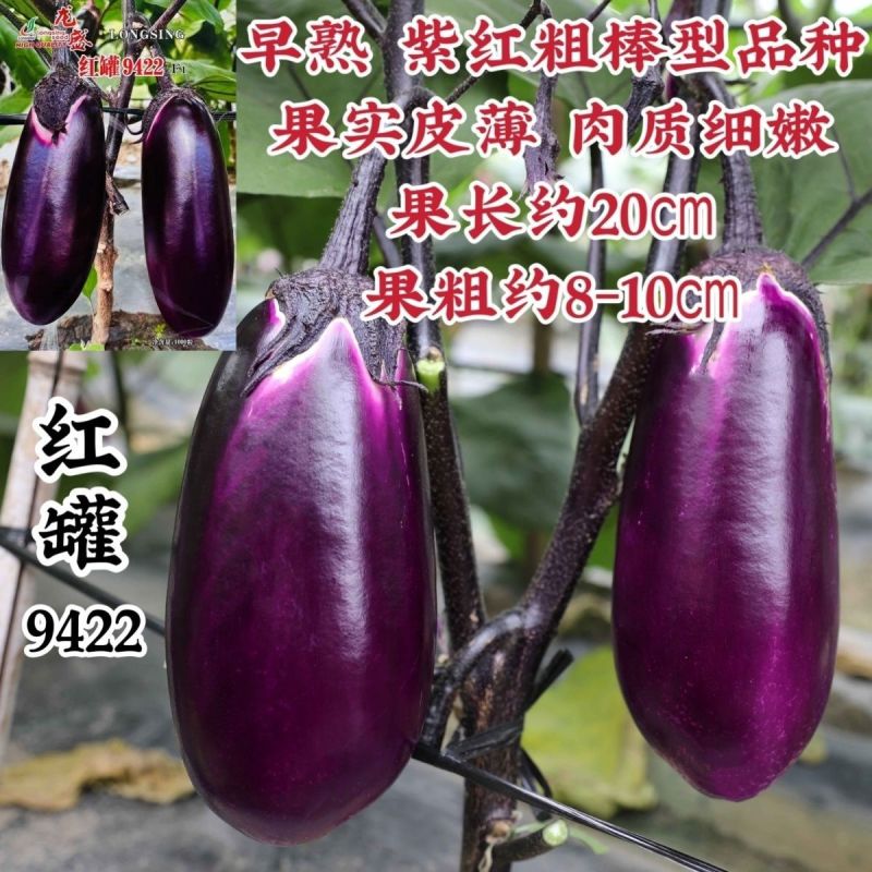 茄子种子龙盛红罐9422茄子种子早熟皮薄紫红色粗棒形红罐