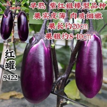茄子种子龙盛红罐9422茄子种子早熟皮薄紫红色粗棒形红罐