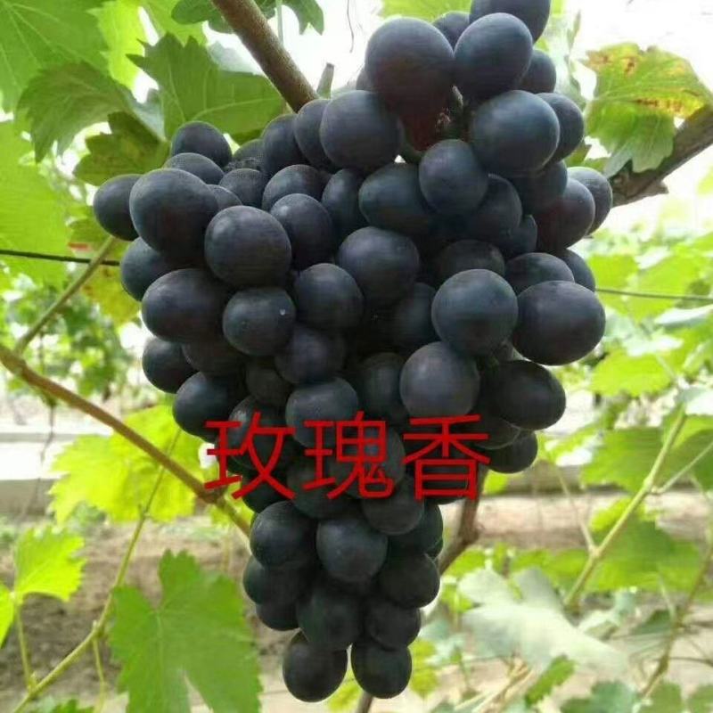 河北卢龙县玫瑰香葡萄苗种植基地一手货源价格稳定发货