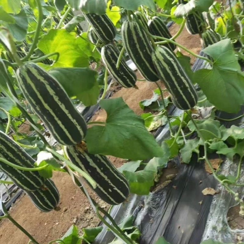 硬叶面肥提高果实硬度增重增糖降酸提升口感和风味预防缺素症