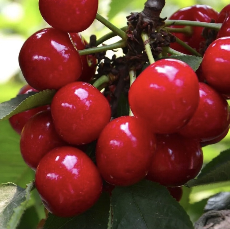 中国主要樱桃产区分布地图